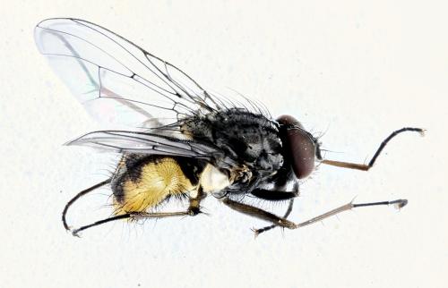 Réf. 336 520 : Phaonia subventa